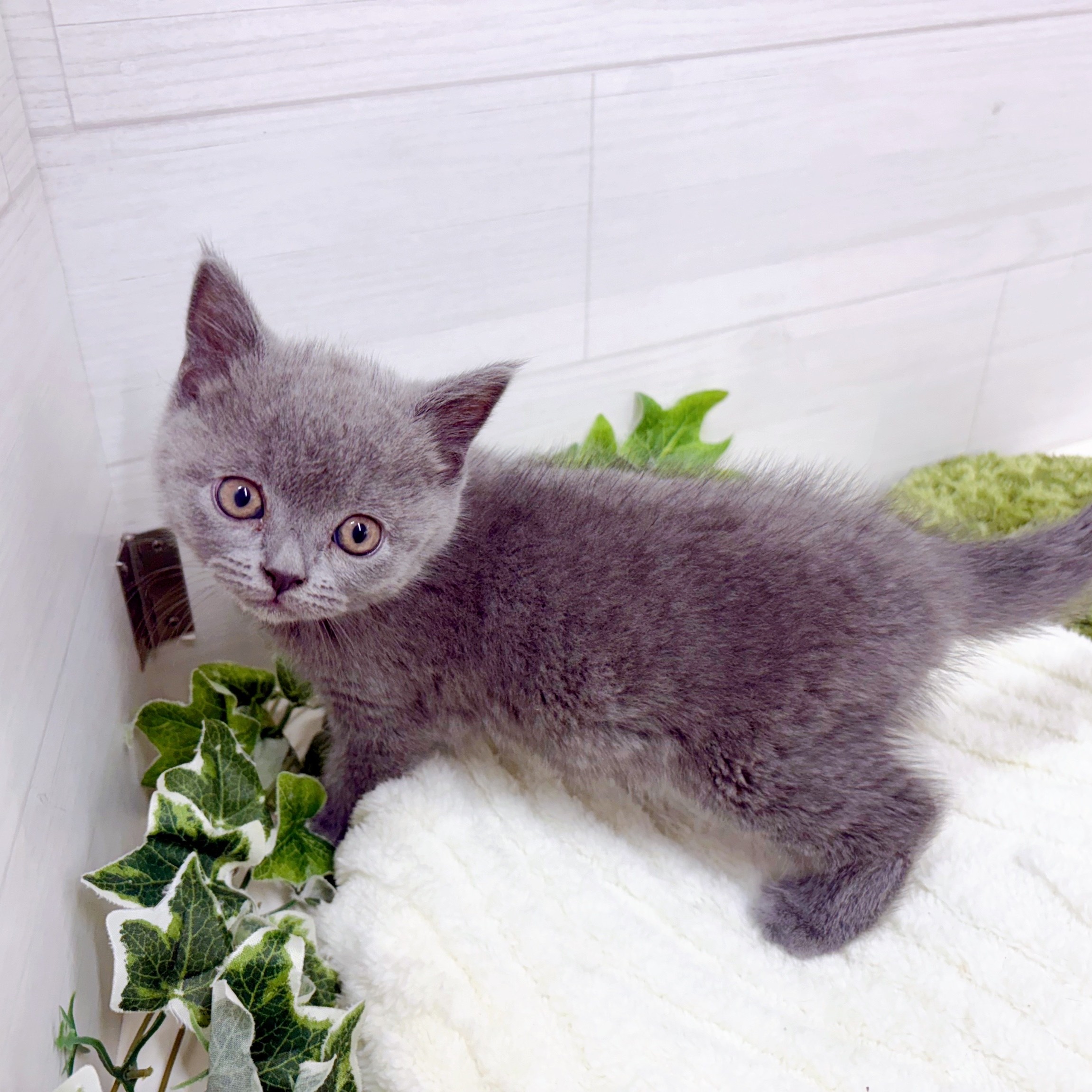 石川県のブリティッシュショートヘアー (犬の家＆猫の里アミーゴ金沢おこばた店/2025年10月13日生まれ/女の子/ブルー)の子猫の2枚目の画像