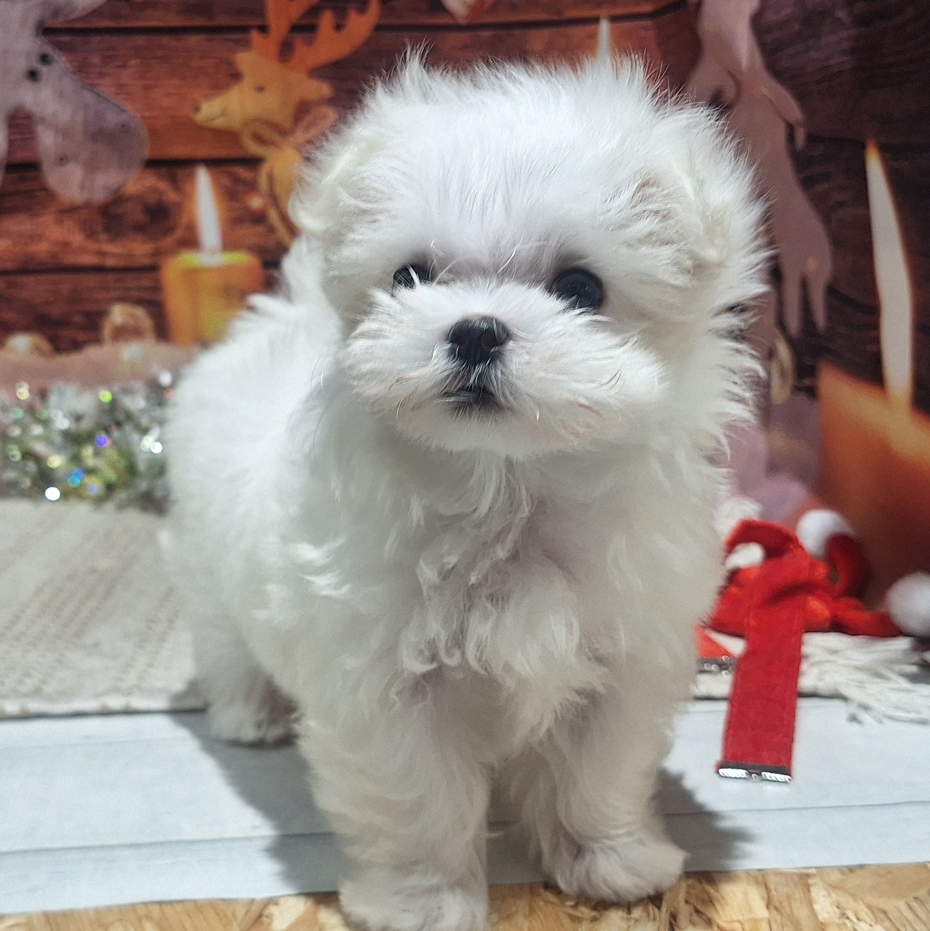 福岡県のマルチーズ (犬の家＆猫の里トリアス久山店/2025年10月13日生まれ/女の子/ホワイト)の子犬の2枚目の画像