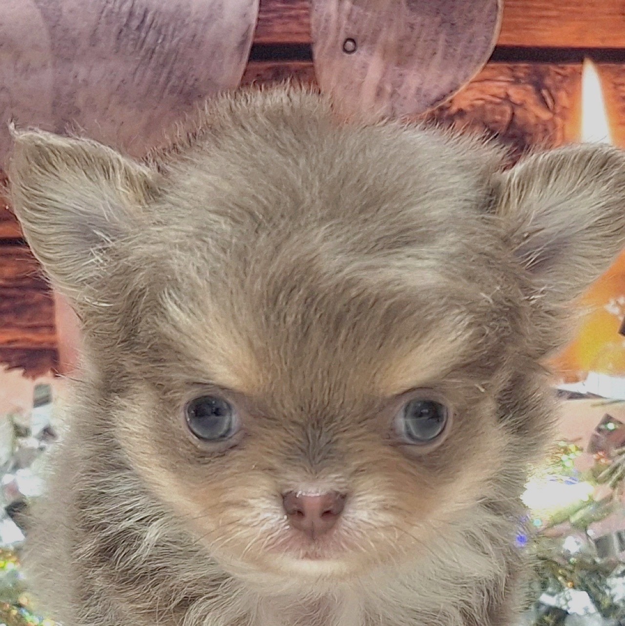 チワワ(ロング)男の子の写真