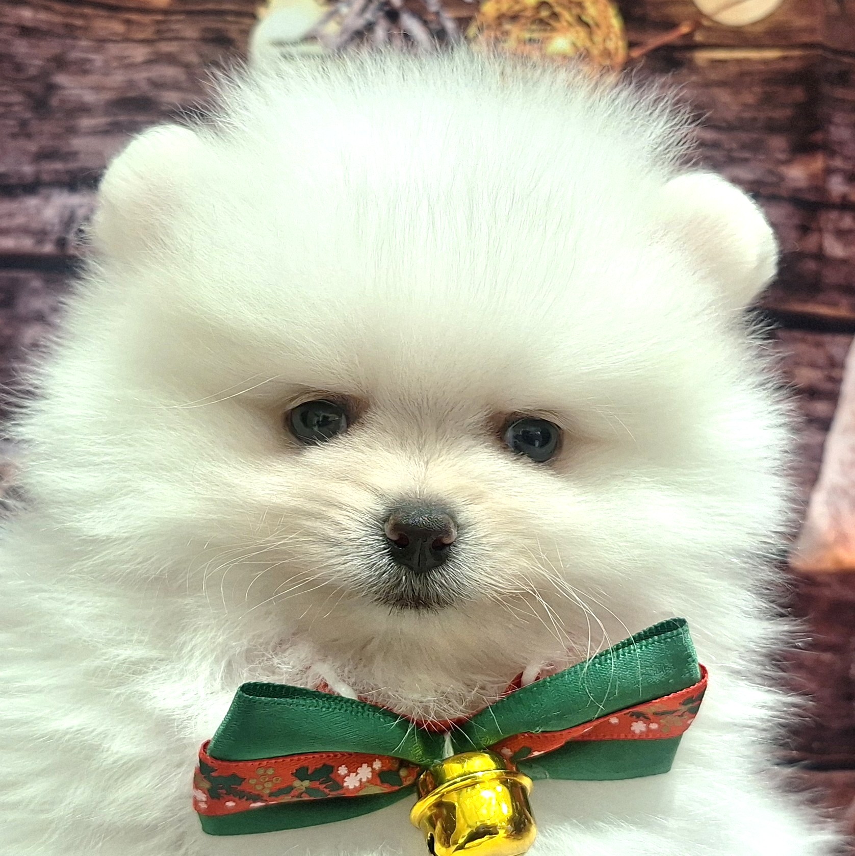 ポメラニアン女の子の写真