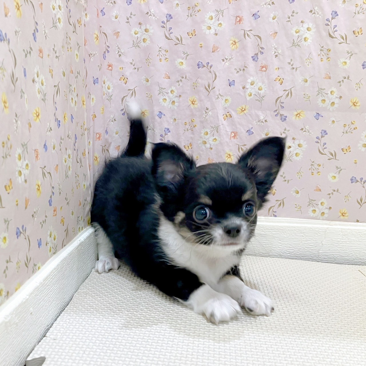 石川県のチワワ(ロング) (犬の家＆猫の里金沢店/2025年10月14日生まれ/男の子/ブラックタンホワイト)の子犬の2枚目の画像