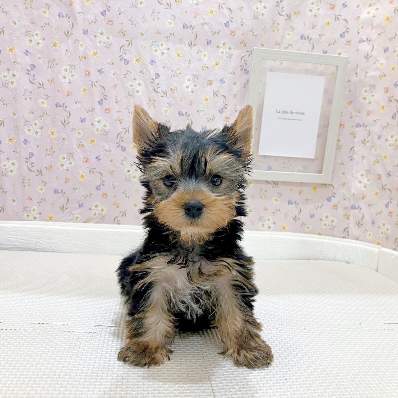 ヨークシャーテリア男の子の写真