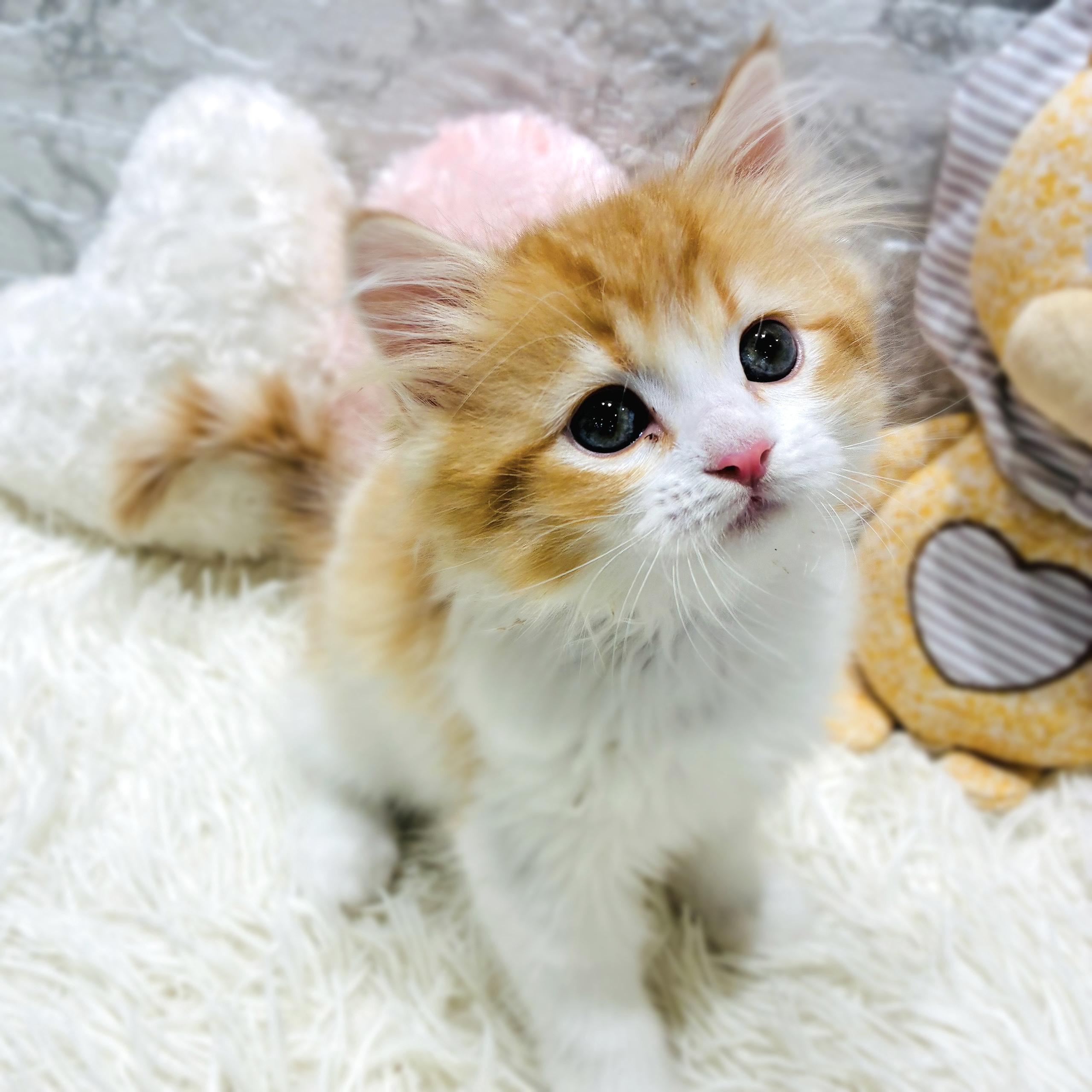 愛知県のスコティッシュストレート (犬の家＆猫の里MiO香久山店/2025年10月14日生まれ/男の子/レッドタビーホワイト)の子猫の2枚目の画像