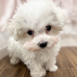 兵庫県のハーフ犬・ミックス犬 (犬の家＆猫の里カナート西神戸店/2025年10月14日生まれ/女の子/ホワイト)の子犬の2枚目の画像