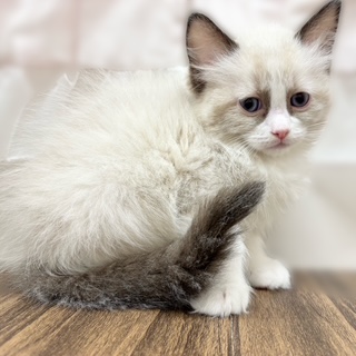 兵庫県のラグドール (犬の家＆猫の里カナート西神戸店/2025年10月26日生まれ/女の子/シールポイントバイカラー)の子猫の2枚目の画像