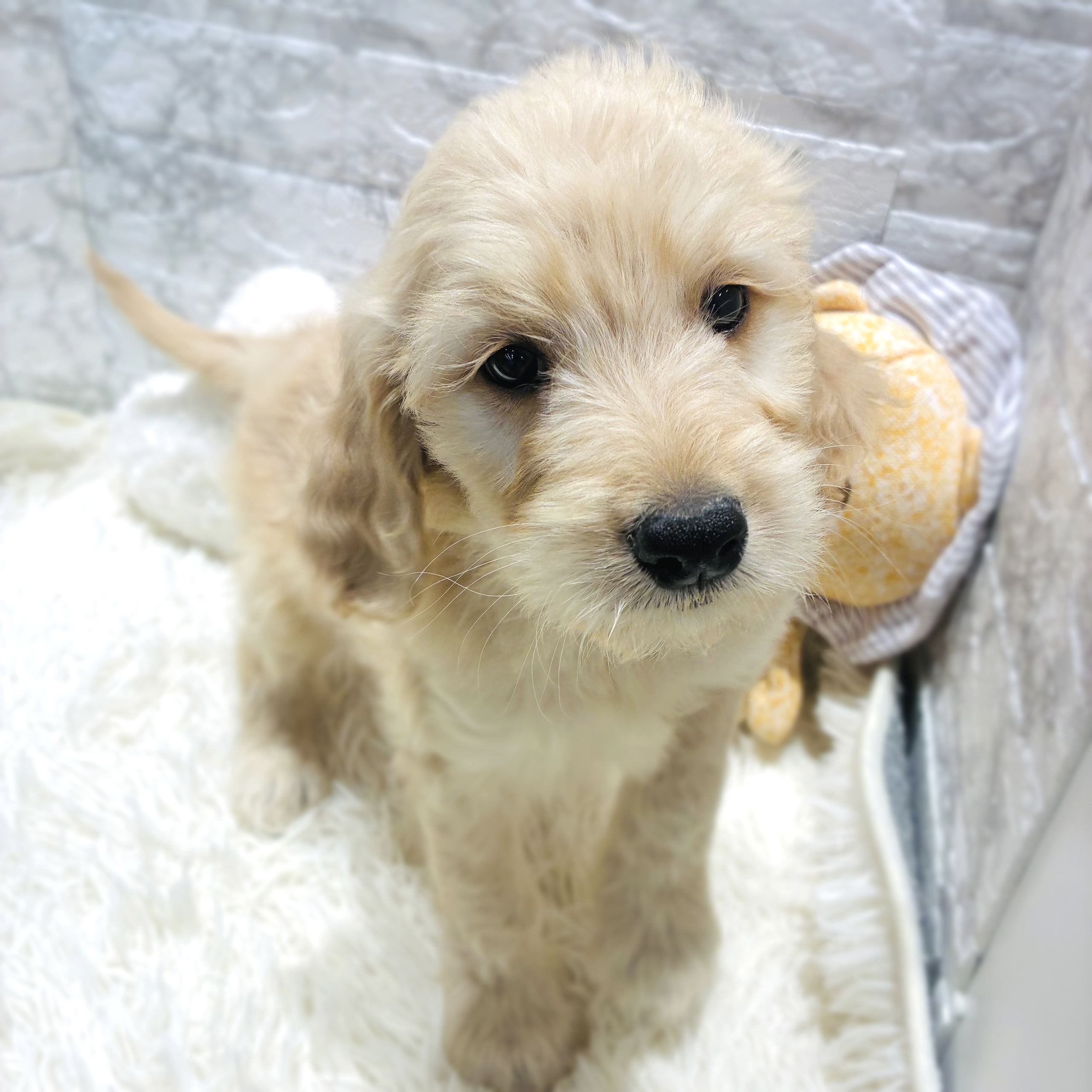 愛知県のゴールデンドゥードゥル(ゴールデン×プードル) (犬の家＆猫の里MiO香久山店/2025年10月15日生まれ/男の子/クリーム)の子犬の2枚目の画像