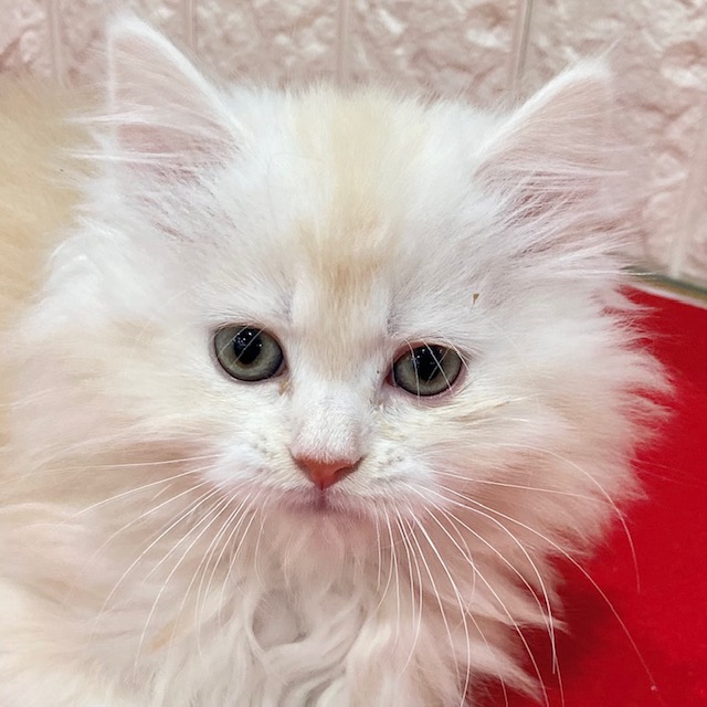 岡山県のラガマフィン (犬の家＆猫の里倉敷店/2025年10月15日生まれ/男の子/クリームタビーホワイト)の子猫の1枚目の画像