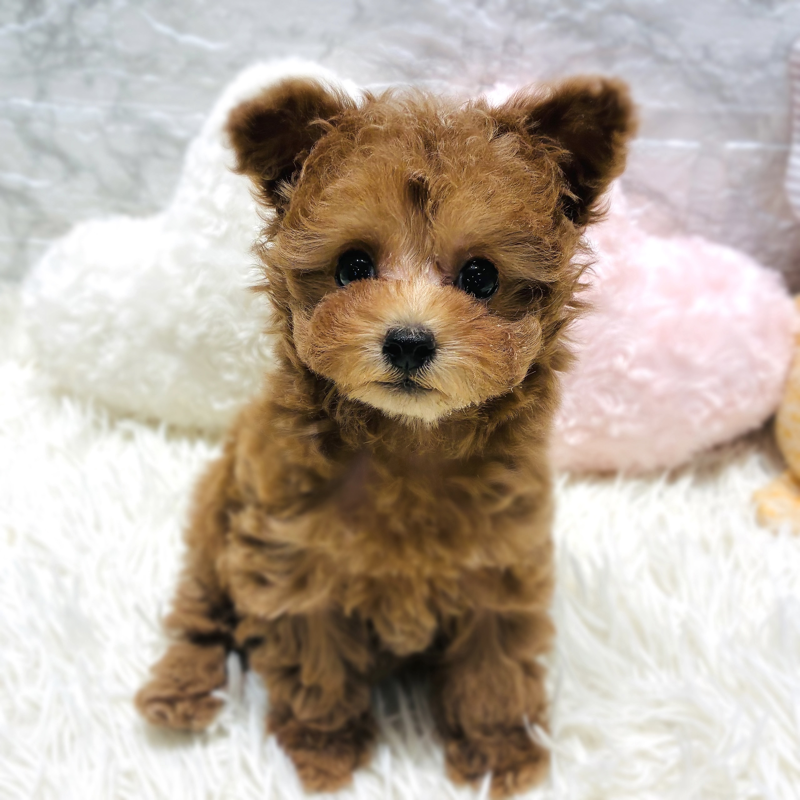 愛知県のトイプードル(ティーカップ) (犬の家＆猫の里MiO香久山店/2025年10月9日生まれ/女の子/レッド)の子犬の2枚目の画像