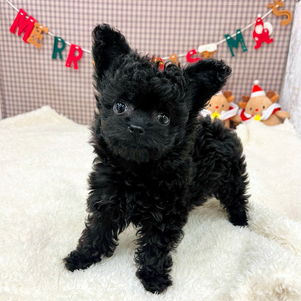 ハーフ犬女の子の写真