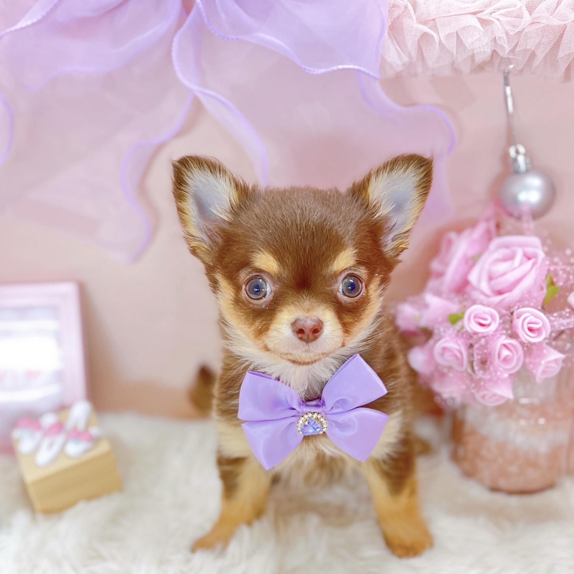 福井県のチワワ(ロング) (犬の家＆猫の里アミーゴ福井大和田店/2025年10月15日生まれ/女の子/チョコレートタン)の子犬の2枚目の画像