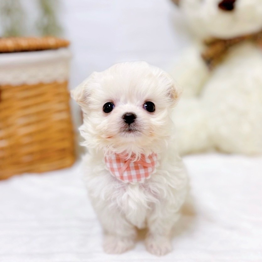 ハーフ犬女の子の写真