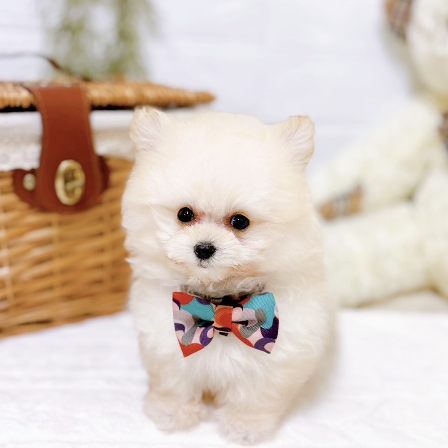 ハーフ犬男の子の写真