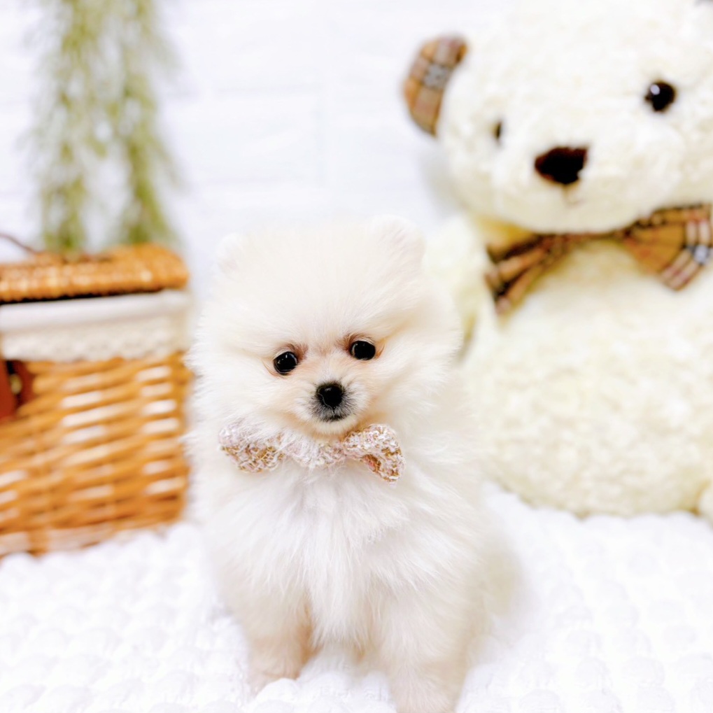 ポメラニアン女の子の写真