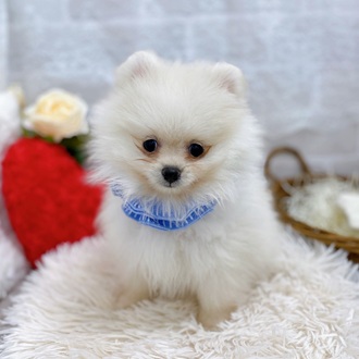 ポメラニアン女の子の写真