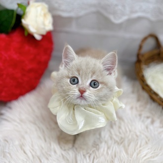 滋賀県のスコティッシュフォールド (犬の家＆猫の里長浜店/2025年10月12日生まれ/男の子/クリームタビー)の子猫の2枚目の画像