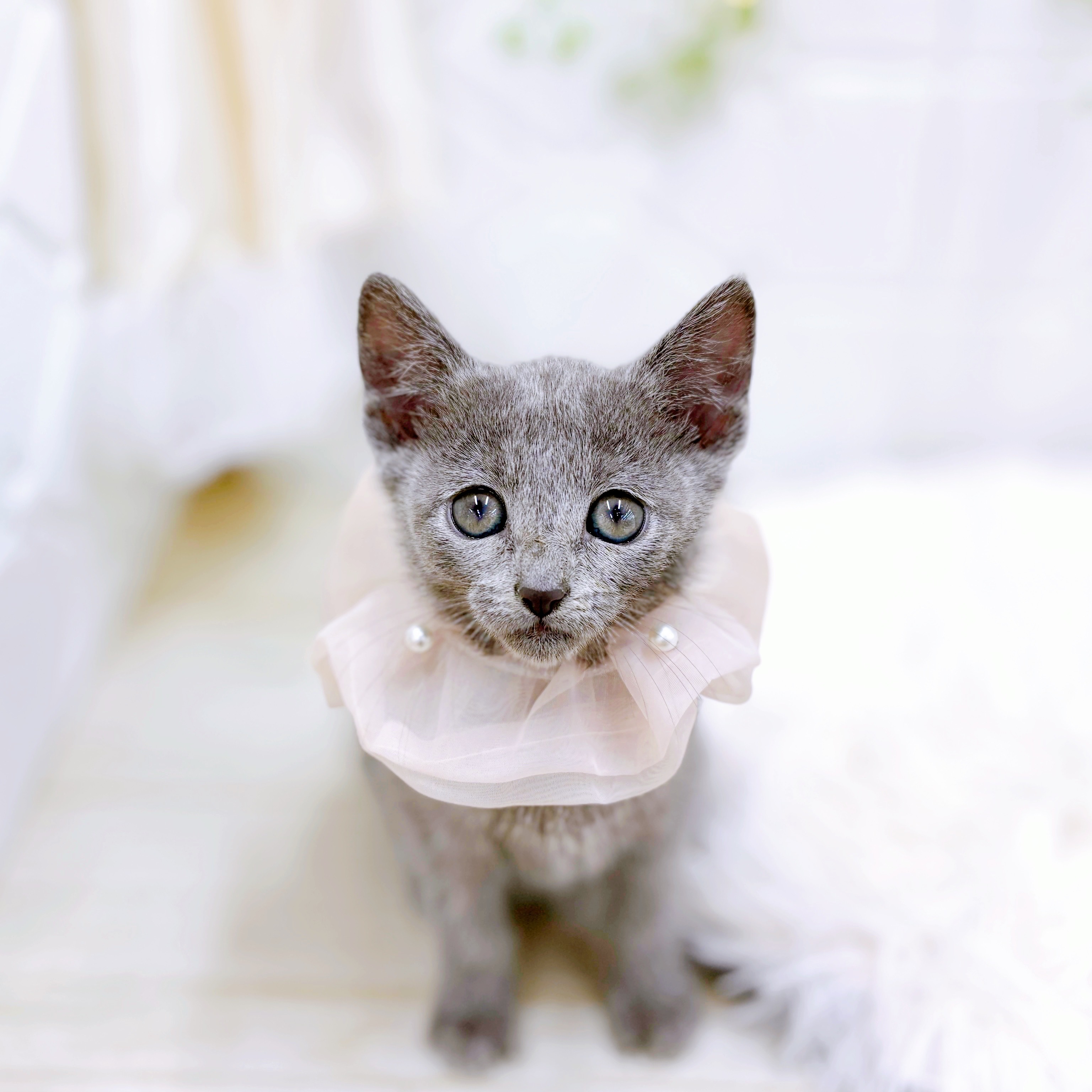 福井県のロシアンブルー (犬の家＆猫の里アミーゴ福井店/2025年10月15日生まれ/女の子/ブルー)の子猫の1枚目の画像