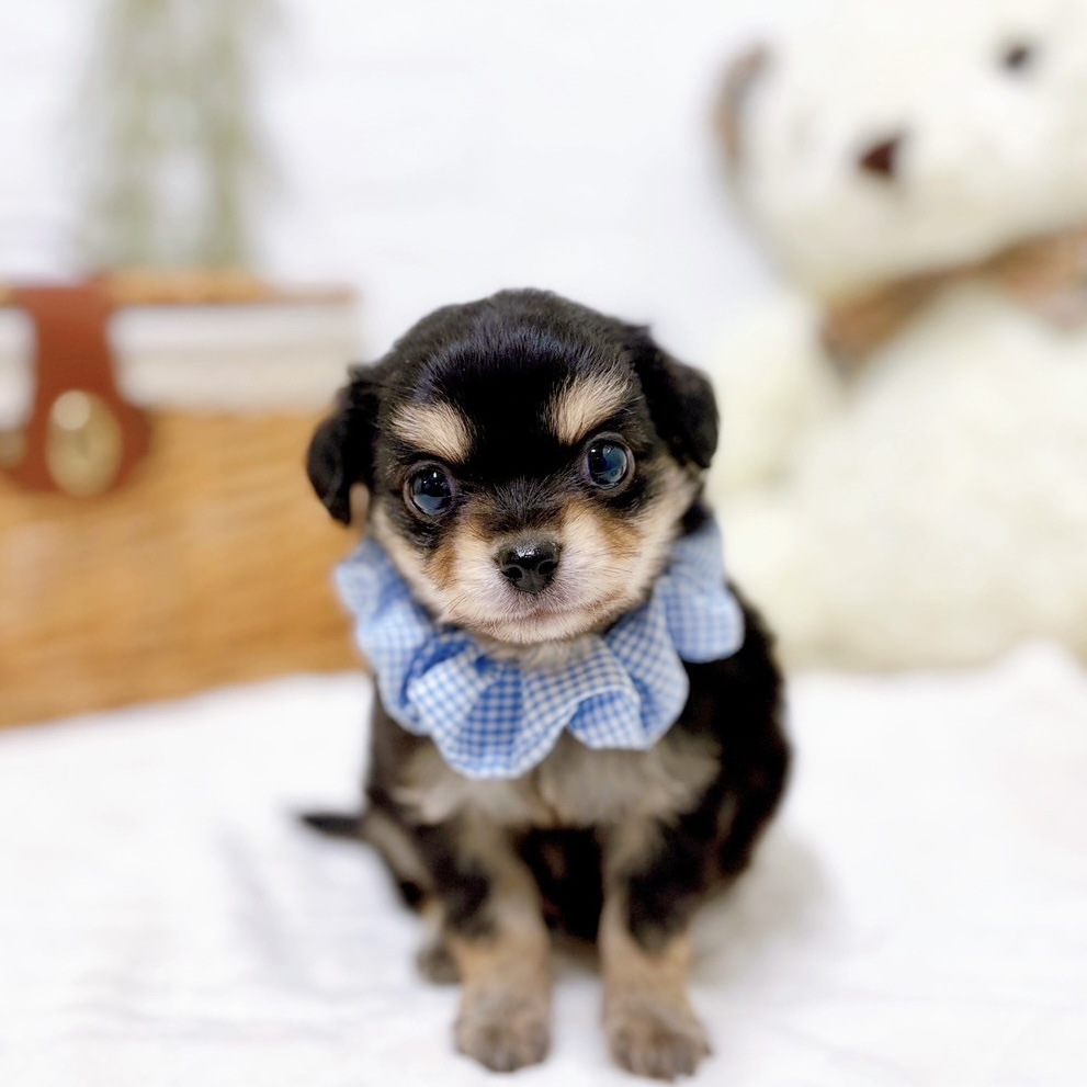 ハーフ犬男の子の写真