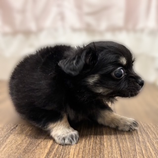 兵庫県のチワックス(チワワ×ダックス) (犬の家＆猫の里カナート西神戸店/2025年10月14日生まれ/女の子/ブラッククリーム)の子犬の2枚目の画像