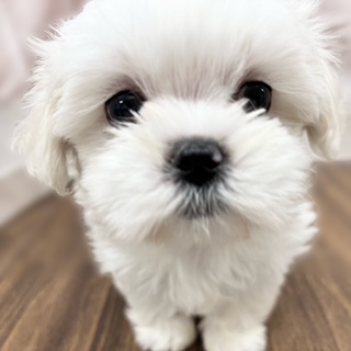 兵庫県のペキマル/マルペキ(ペキニーズ×マルチーズ) (犬の家＆猫の里カナート西神戸店/2025年10月14日生まれ/女の子/パーティーカラー)の子犬の2枚目の画像