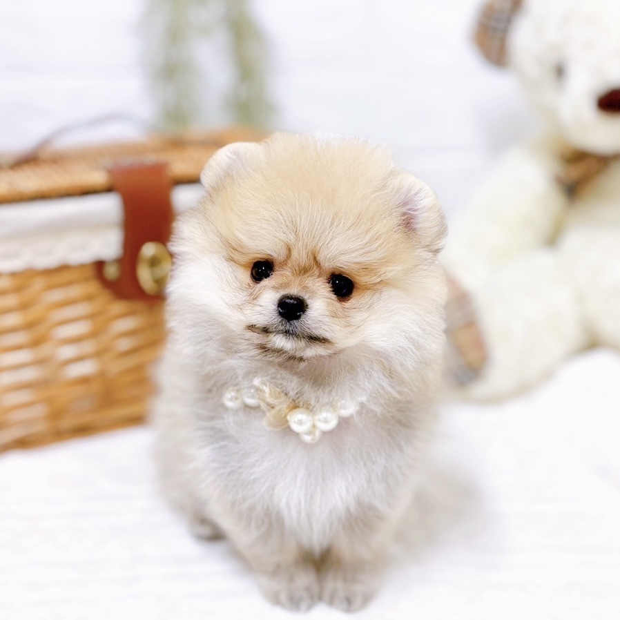 ポメラニアン女の子の写真