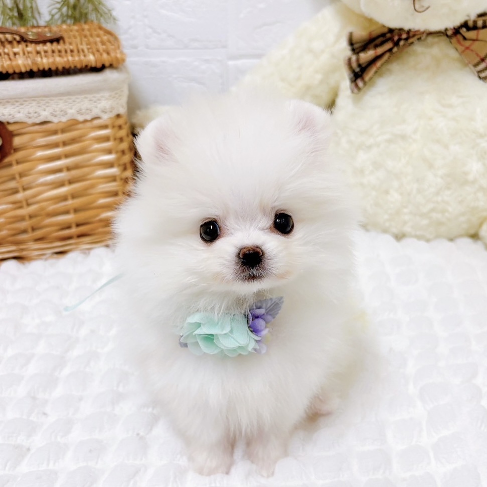 ポメラニアン男の子の写真