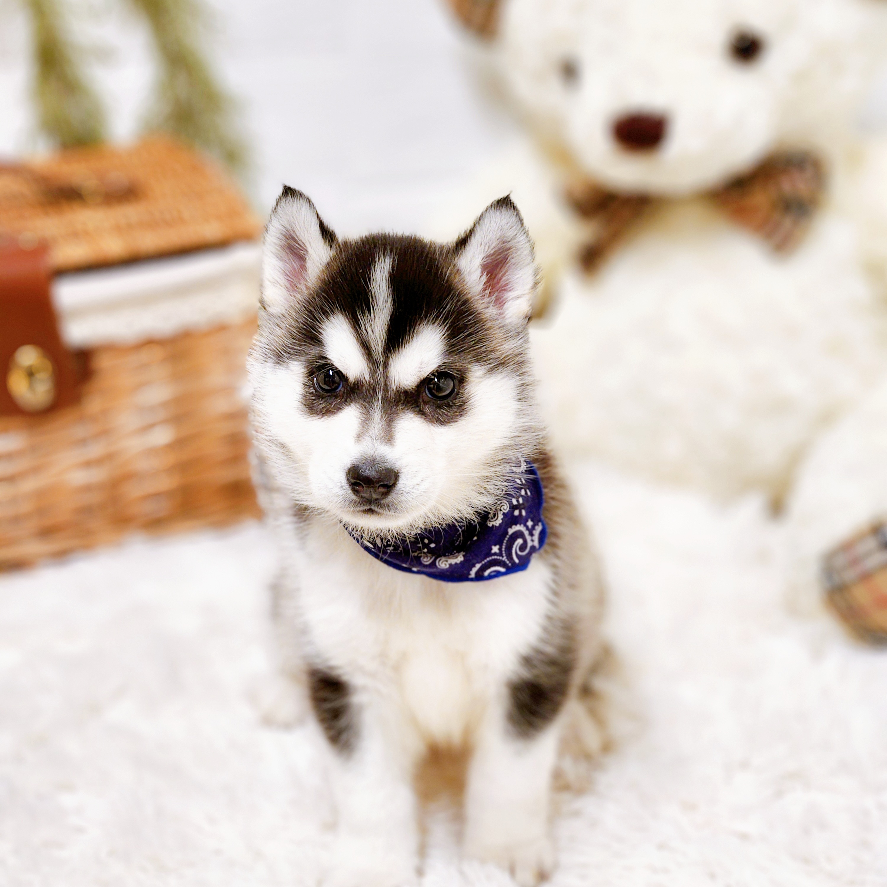 滋賀県のシベリアンハスキー (犬の家＆猫の里近江八幡店/2025年10月17日生まれ/男の子/ブラックホワイト)の子犬の1枚目の画像