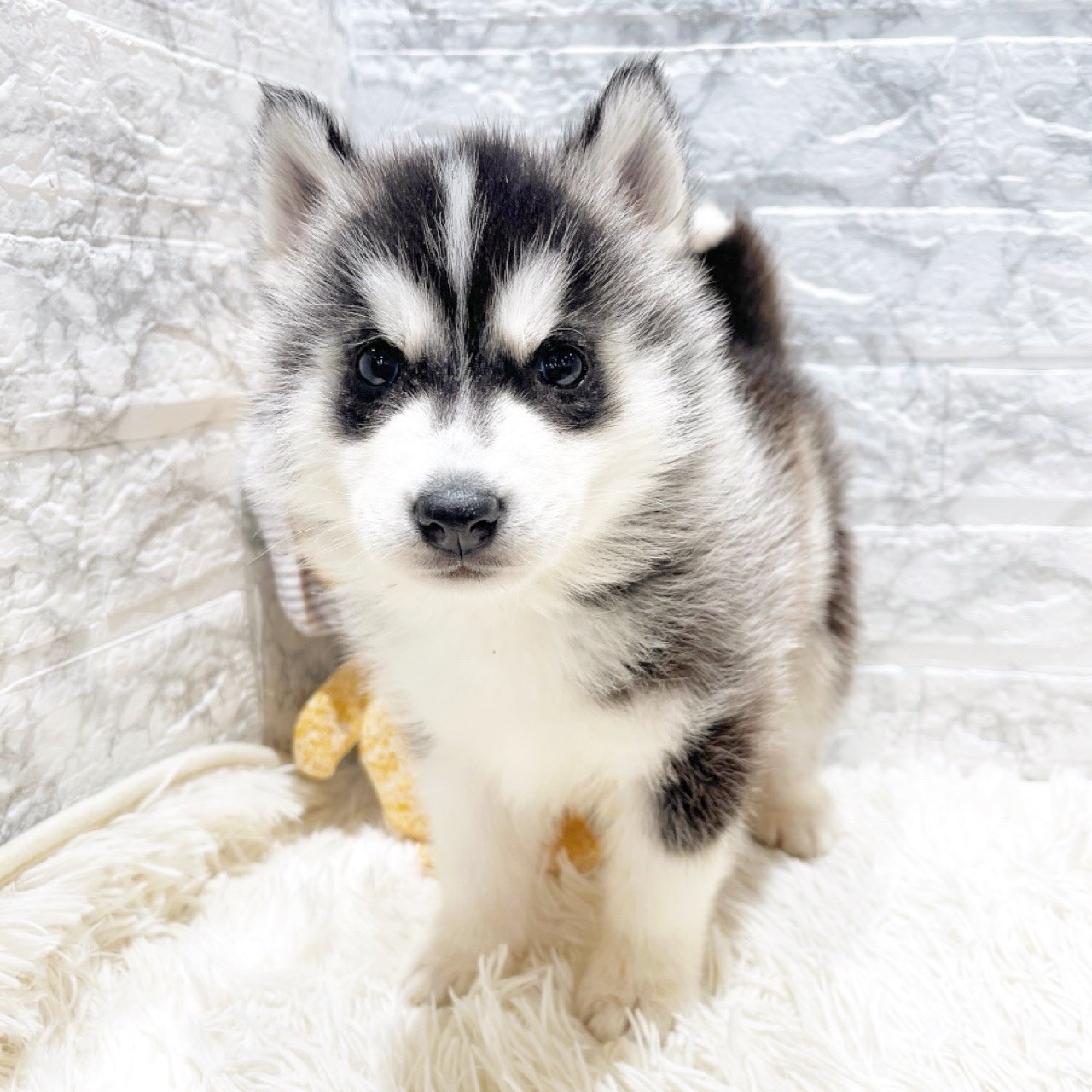 愛知県のシベリアンハスキー (犬の家＆猫の里MiO香久山店/2025年10月17日生まれ/男の子/ブラックホワイト)の子犬の2枚目の画像