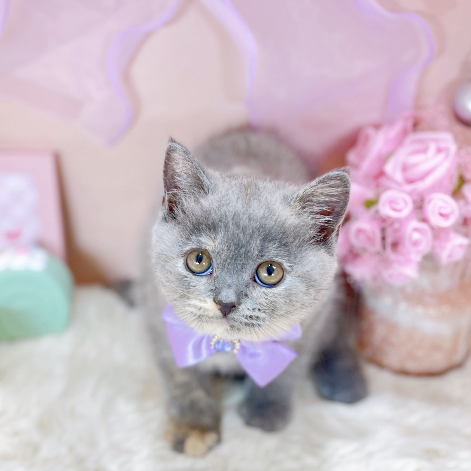 福井県のブリティッシュショートヘアー (犬の家＆猫の里アミーゴ福井大和田店/2025年10月16日生まれ/女の子/ブルークリーム)の子猫の1枚目の画像