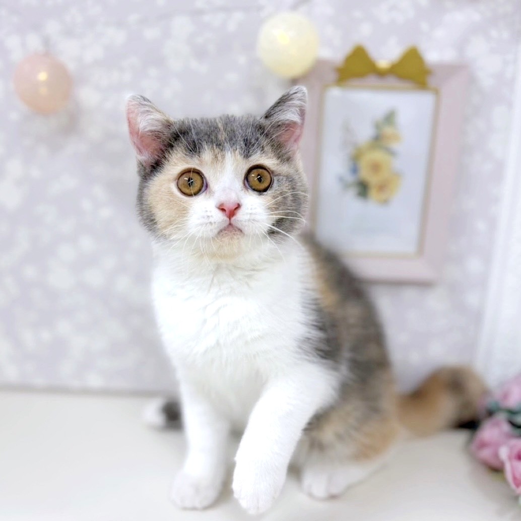 富山県のブリティッシュショートヘアー (犬の家＆猫の里アミーゴ高岡蓮花寺店/2025年10月16日生まれ/女の子/ダイリュートキャリコ)の子猫の1枚目の画像