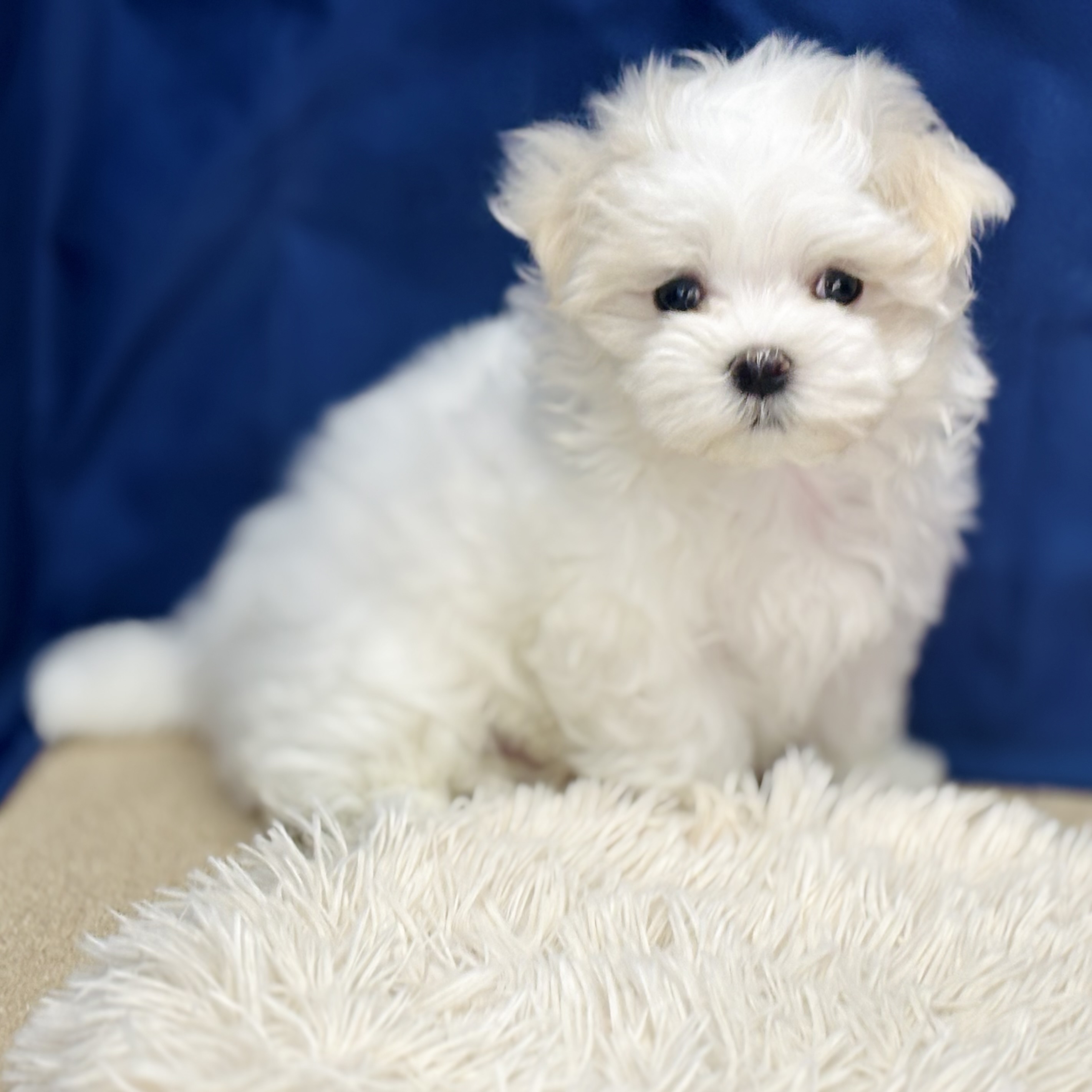 岐阜県のマルチーズ (犬の家＆猫の里中津川店/2025年10月16日生まれ/男の子/ホワイト)の子犬の2枚目の画像