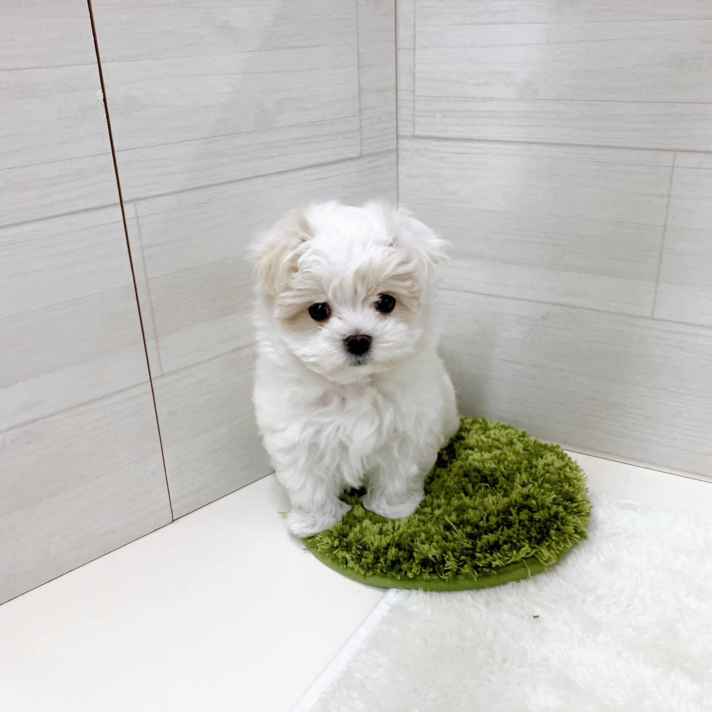 石川県のマルチーズ (犬の家＆猫の里アミーゴ金沢おこばた店/2025年10月16日生まれ/男の子/ホワイト)の子犬の2枚目の画像