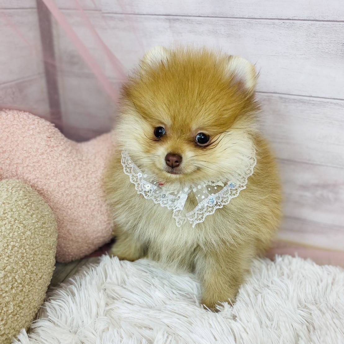 兵庫県のポメラニアン (犬の家＆猫の里川西店/2025年10月17日生まれ/女の子/オレンジ)の子犬の1枚目の画像