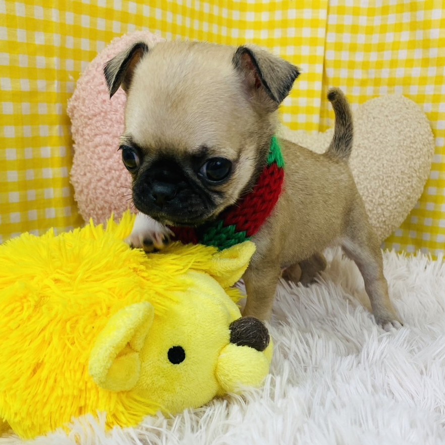 兵庫県のチワパグ/パグチー(チワワ×パグ) (犬の家＆猫の里川西店/2025年10月17日生まれ/男の子/フォーン)の子犬の2枚目の画像