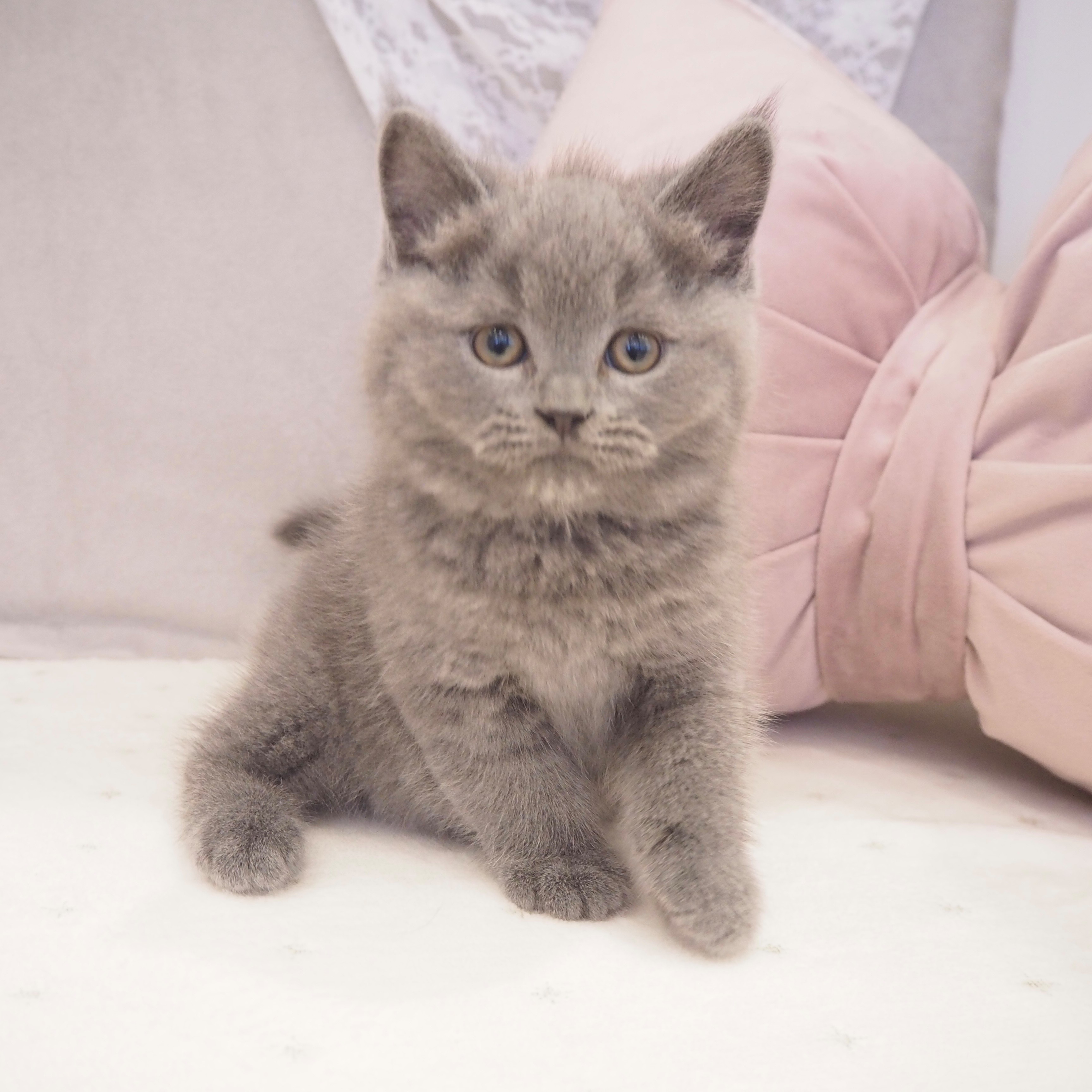 ブリティッシュショートヘア男の子の写真