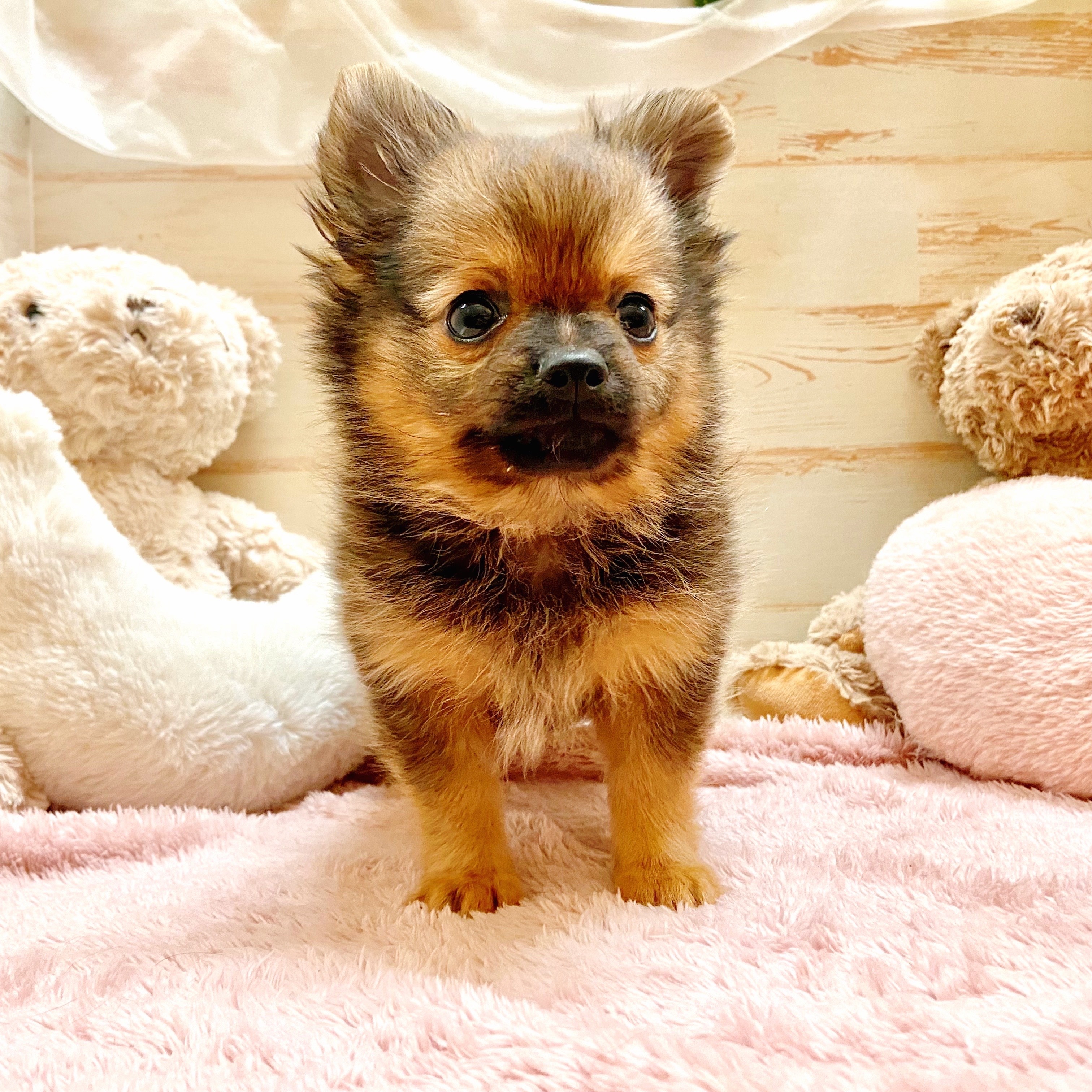 兵庫県のポメチワ/チワポメ/ポメチー(ポメラニアン×チワワ) (犬の家＆猫の里神戸店/2025年10月16日生まれ/男の子/オレンジセーブル)の子犬の2枚目の画像