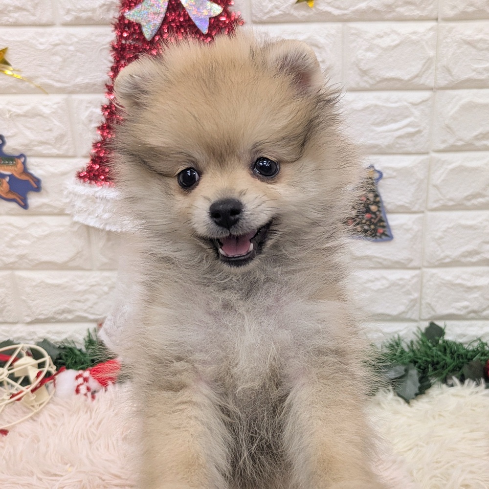 愛知県のポメラニアン (犬の家＆猫の里MEGAドン・キホーテ東海名和店/2025年10月17日生まれ/女の子/ウルフセーブル)の子犬の2枚目の画像