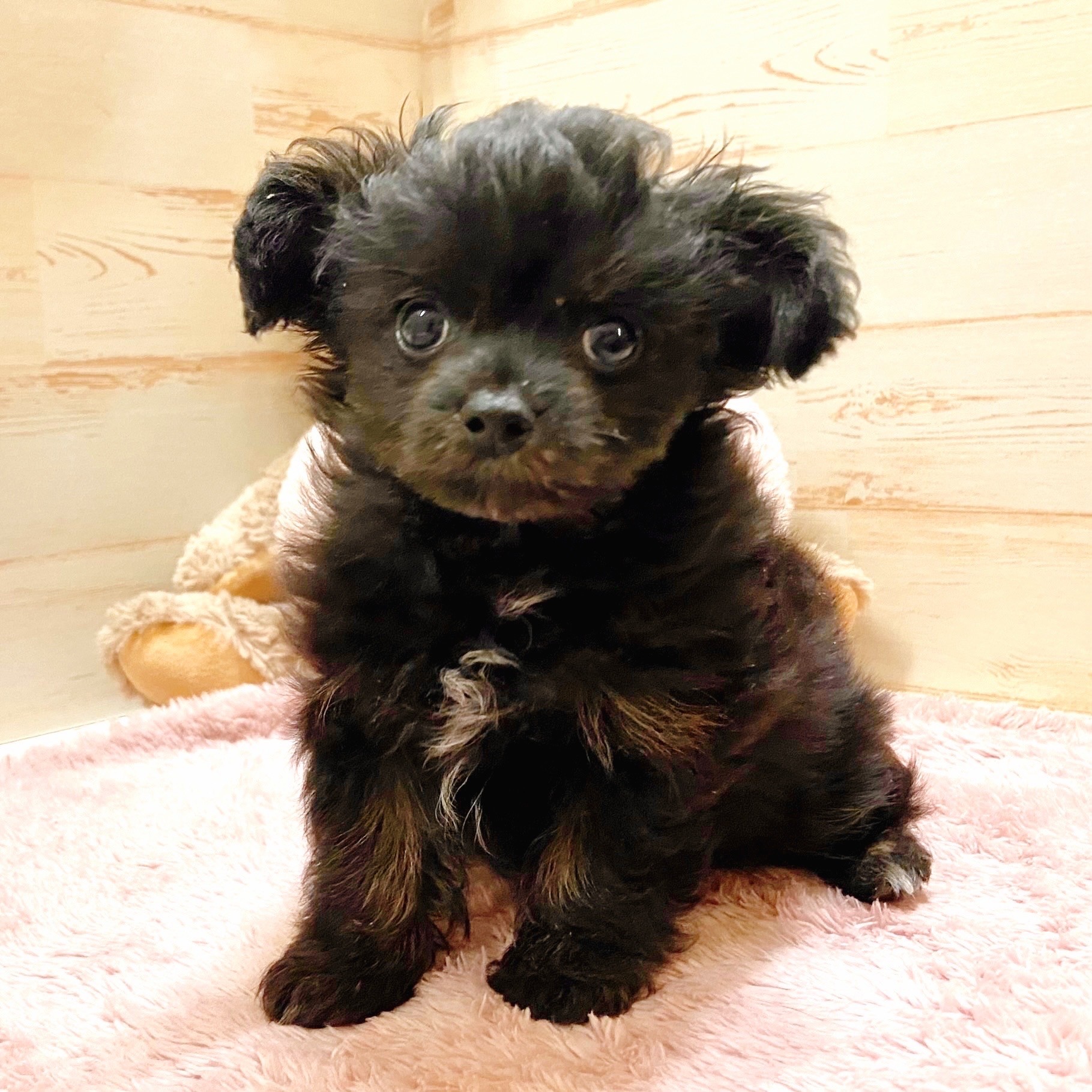 兵庫県のチワプー/プーチー(チワワ×プードル) (犬の家＆猫の里神戸店/2025年10月18日生まれ/女の子/ブラックタン)の子犬の2枚目の画像