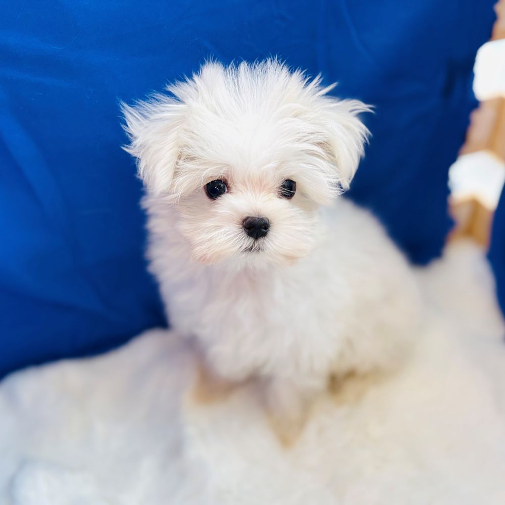 愛知県のマルチーズ (犬の家＆猫の里愛知刈谷店/2025年10月8日生まれ/男の子/ホワイト)の子犬の2枚目の画像