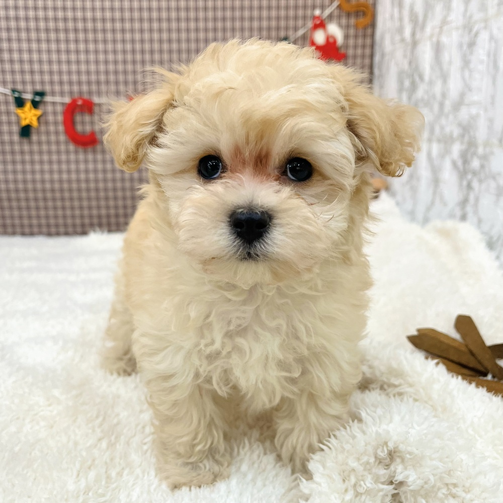 愛知県のマルプー(マルチーズ×プードル) (犬の家＆猫の里エアポートウォーク店/2025年10月19日生まれ/男の子/クリーム)の子犬の2枚目の画像