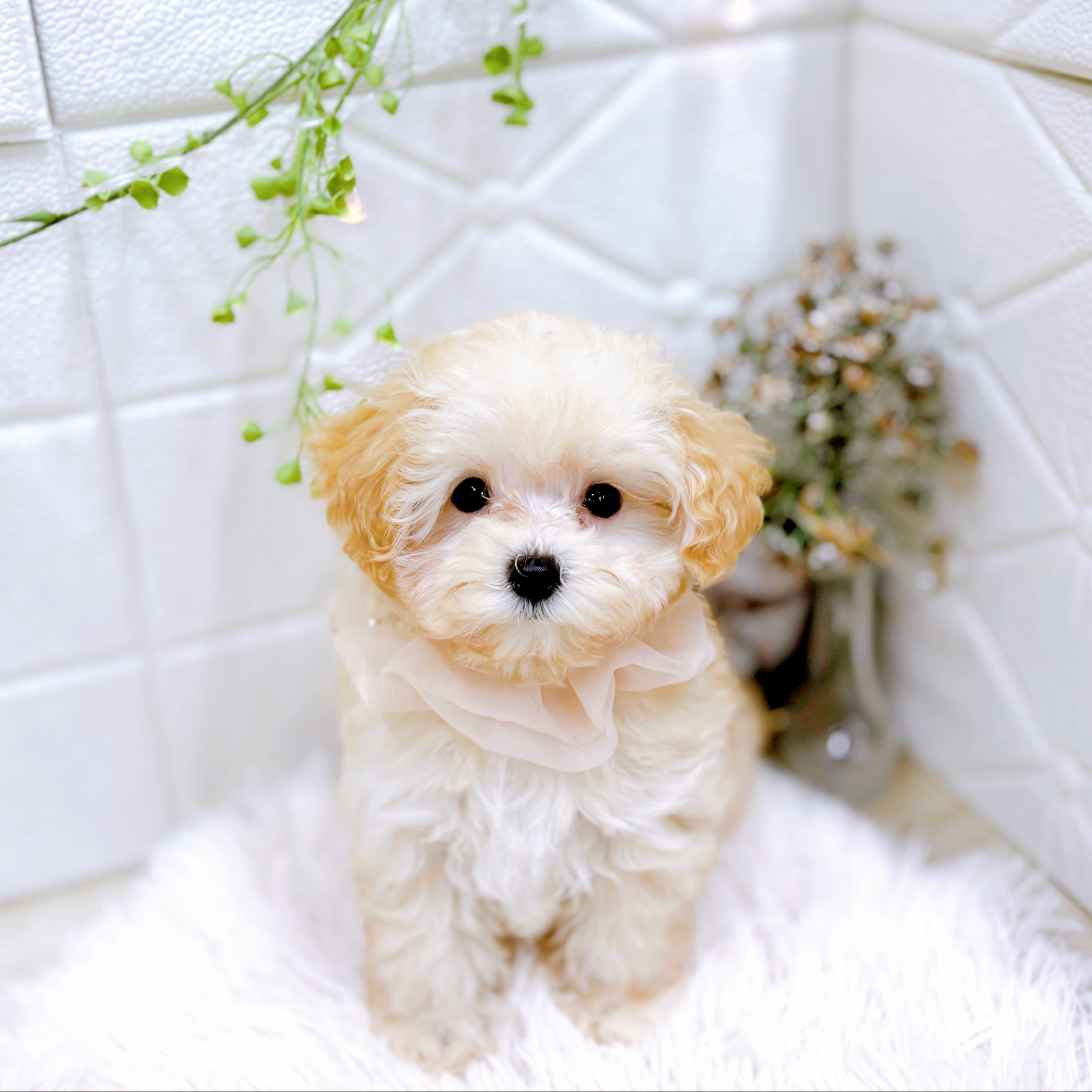 福井県のマルプー(マルチーズ×プードル) (犬の家＆猫の里アミーゴ福井店/2025年10月19日生まれ/女の子/クリーム)の子犬の2枚目の画像