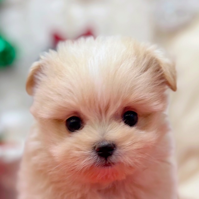 岡山県のポメマル/マルポメ(ポメラニアン×マルチーズ) (犬の家＆猫の里倉敷店/2025年10月19日生まれ/女の子/クリームホワイト)の子犬の1枚目の画像