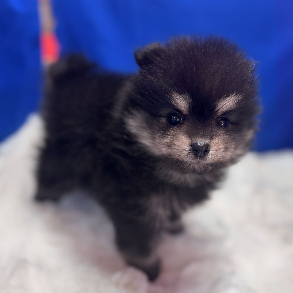 愛知県のポメラニアン (犬の家＆猫の里愛知刈谷店/2025年10月19日生まれ/男の子/ブラックタン)の子犬の2枚目の画像
