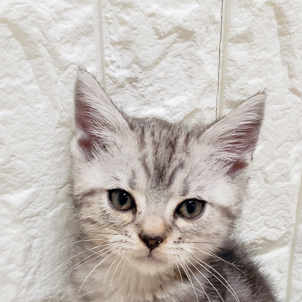 岡山県のアメリカンショートヘアー (犬の家＆猫の里岡山店/2025年10月15日生まれ/男の子/シルバータビー)の子猫の1枚目の画像