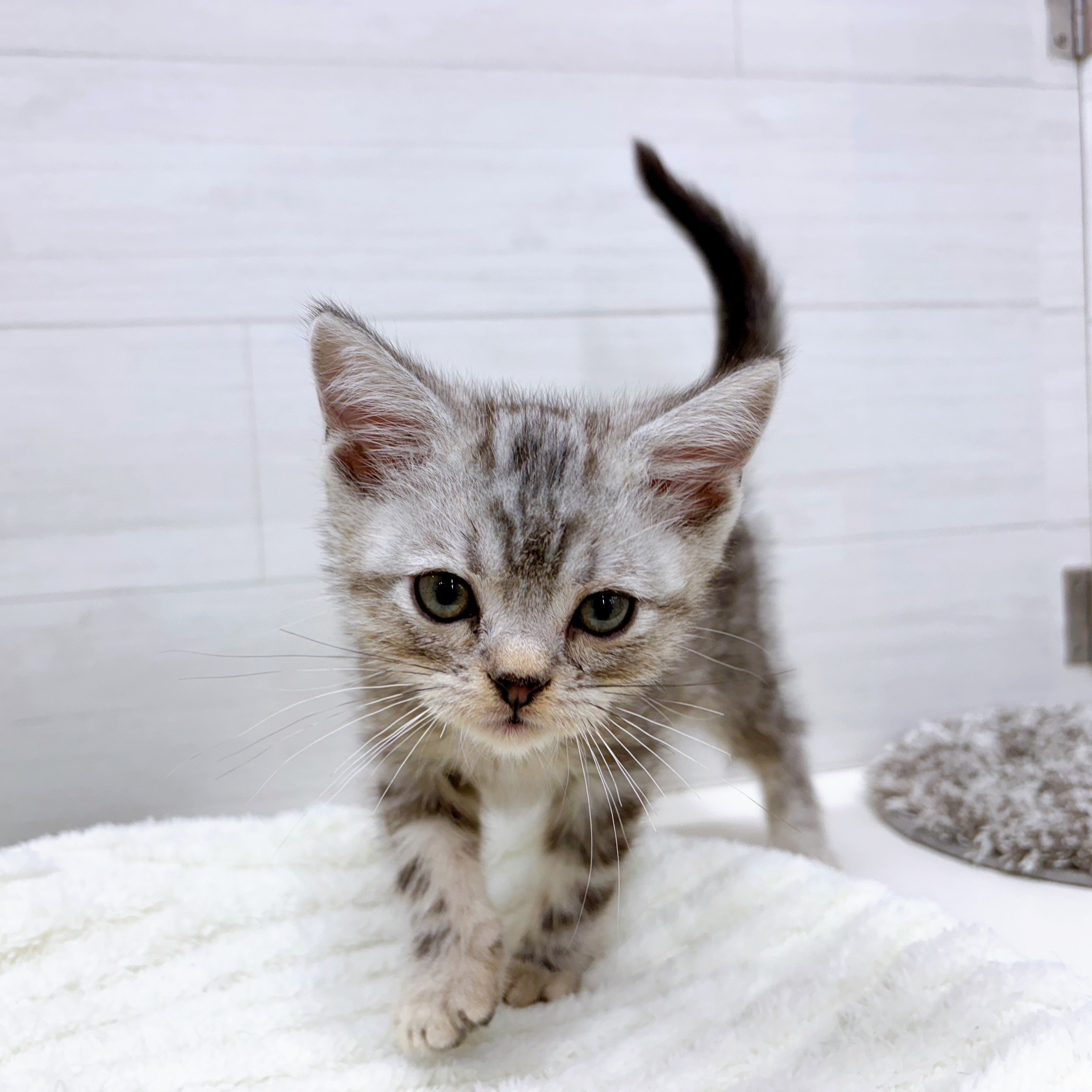 石川県のアメリカンショートヘアー (犬の家＆猫の里アミーゴ金沢おこばた店/2025年10月15日生まれ/男の子/シルバータビー)の子猫の2枚目の画像