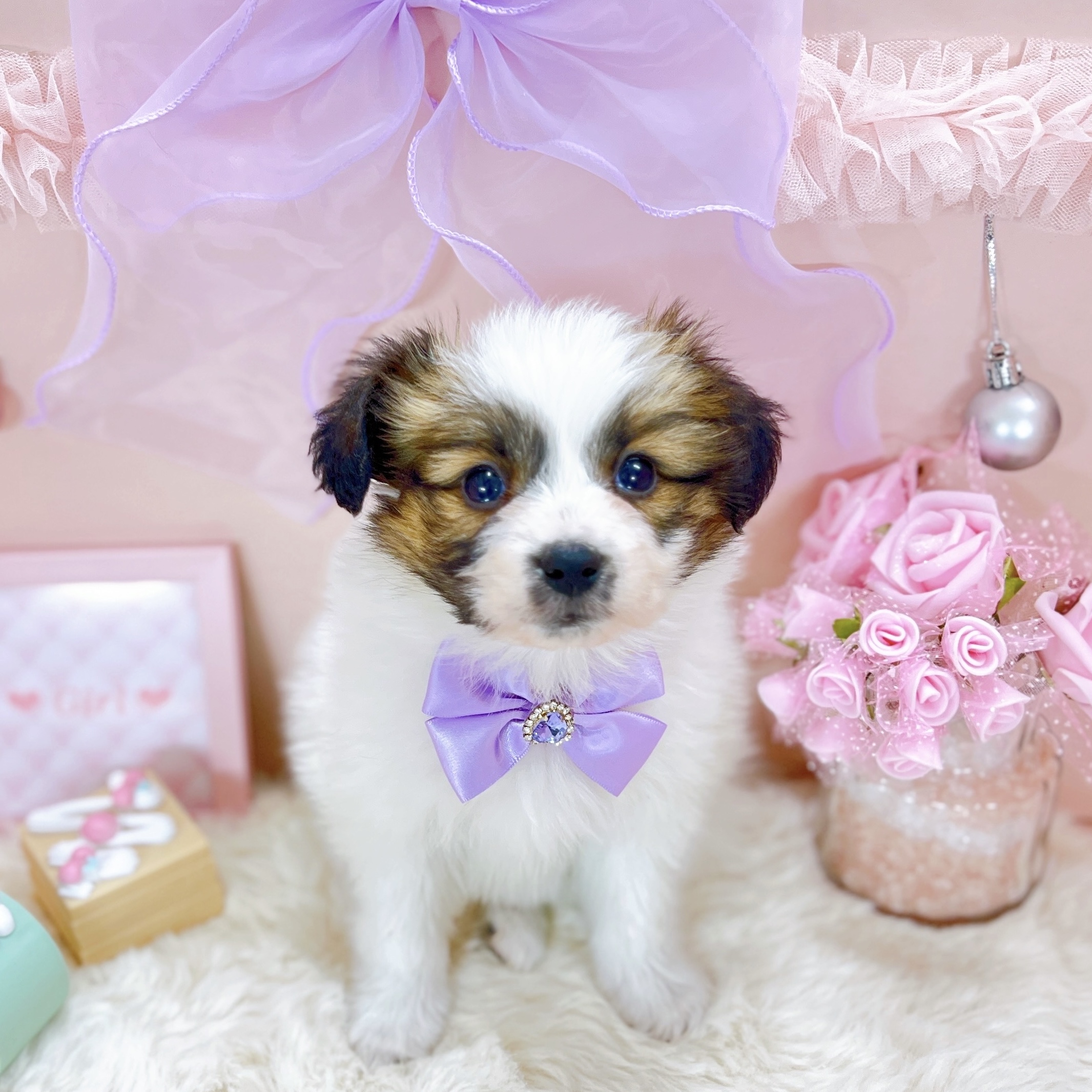 福井県のパピヨン (犬の家＆猫の里アミーゴ福井大和田店/2025年10月18日生まれ/女の子/ホワイトブラウン)の子犬の2枚目の画像