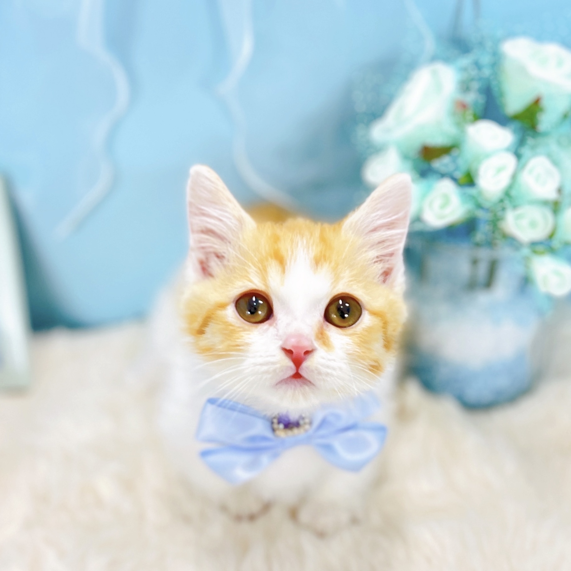 福井県のマンチカン (犬の家＆猫の里アミーゴ福井大和田店/2025年9月6日生まれ/男の子/レッドタビーホワイト)の子猫の2枚目の画像