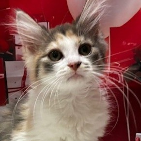 福岡県のノルウェージャンフォレストキャット (犬の家＆猫の里トリアス久山店/2025年10月14日生まれ/女の子/ダイリュートキャリコ)の子猫の1枚目の画像