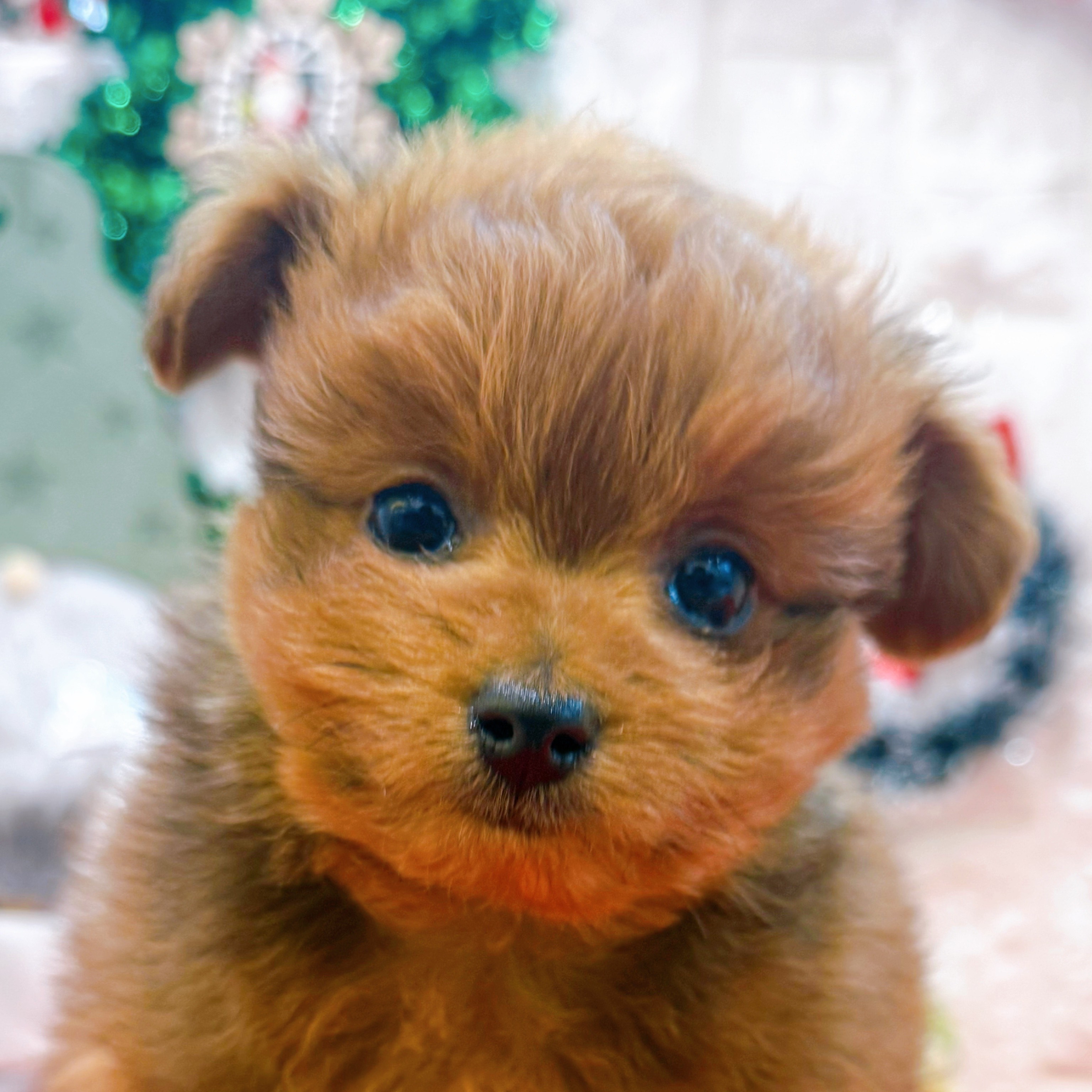 岡山県のポメプー(ポメラニアン×プードル) (犬の家＆猫の里倉敷店/2025年10月18日生まれ/女の子/レッド)の子犬の1枚目の画像