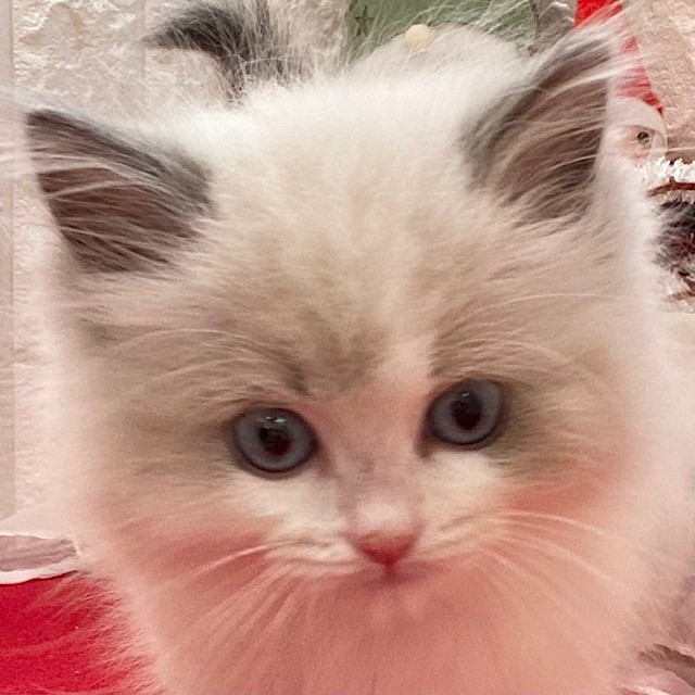 岡山県のラグドール (犬の家＆猫の里倉敷店/2025年10月19日生まれ/男の子/ブルーポイントバイカラー)の子猫の1枚目の画像