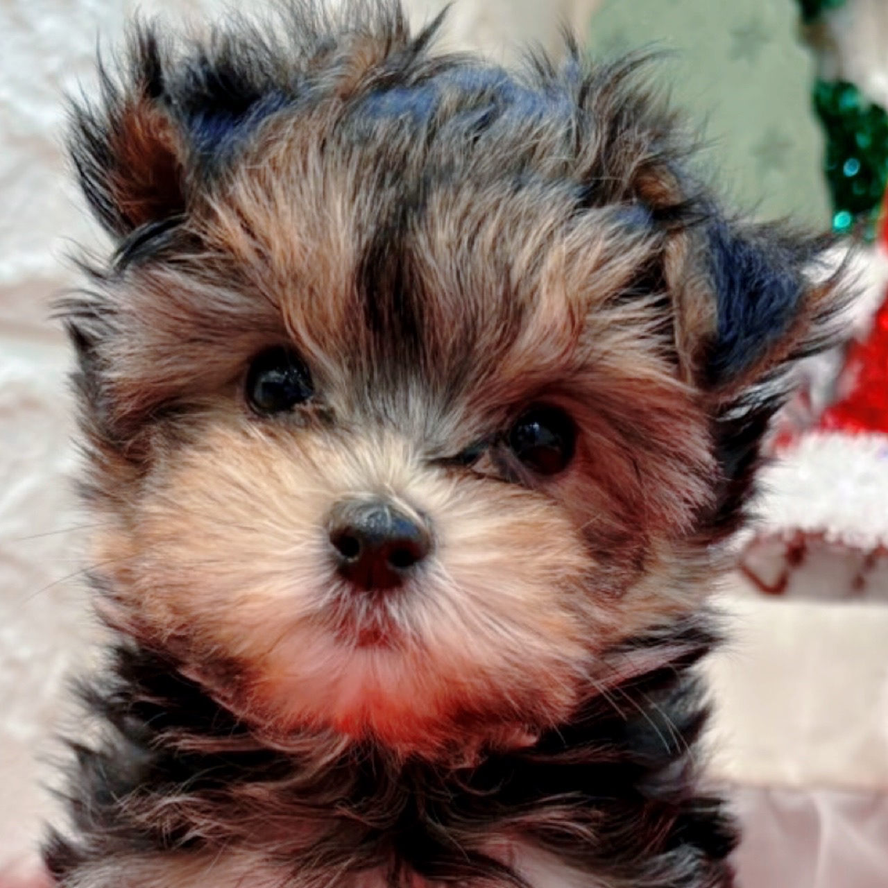 岡山県のマルキー/マルヨーキー(マルチーズ×ヨークシャーテリア) (犬の家＆猫の里倉敷店/2025年10月19日生まれ/男の子/ブラックタン)の子犬の1枚目の画像